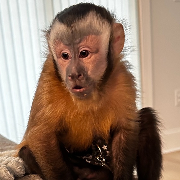 Meet your Posher, Brenda and her partner in crime Emma Rose 🐵 - Picture 9 of 14